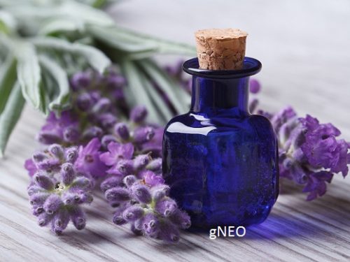 Organic Spike Lavender Essential Oil