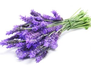 Bulgarian Organic Lavender Essential oil