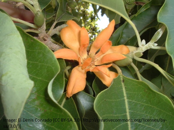 Magnolia - Champaca